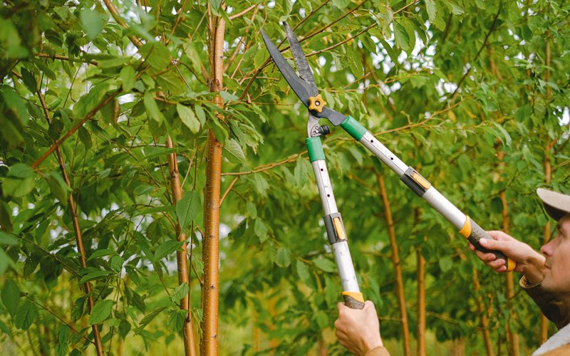 Tree trimming in Orange Lake, FL